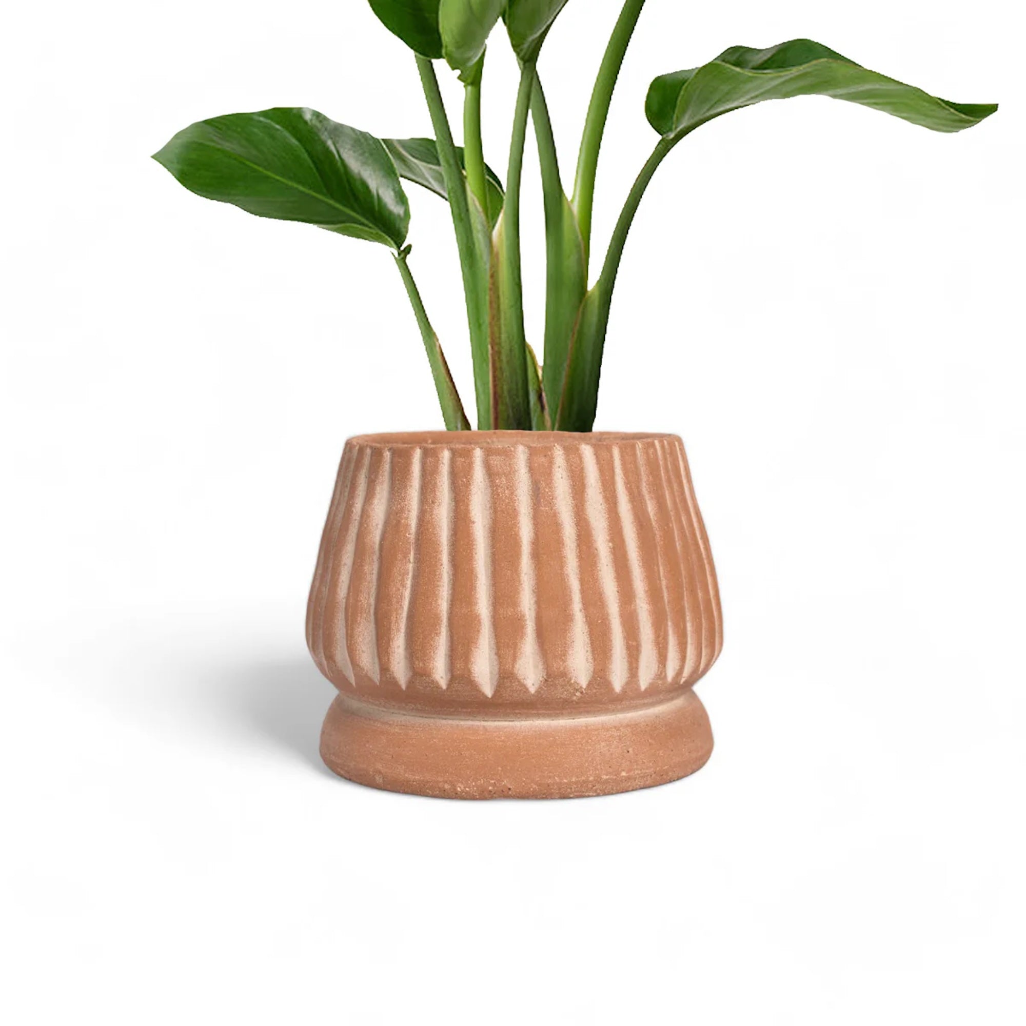 Mateo terracotta planter handmade in Honduras by Meso Goods, front view — Calmly Elevated