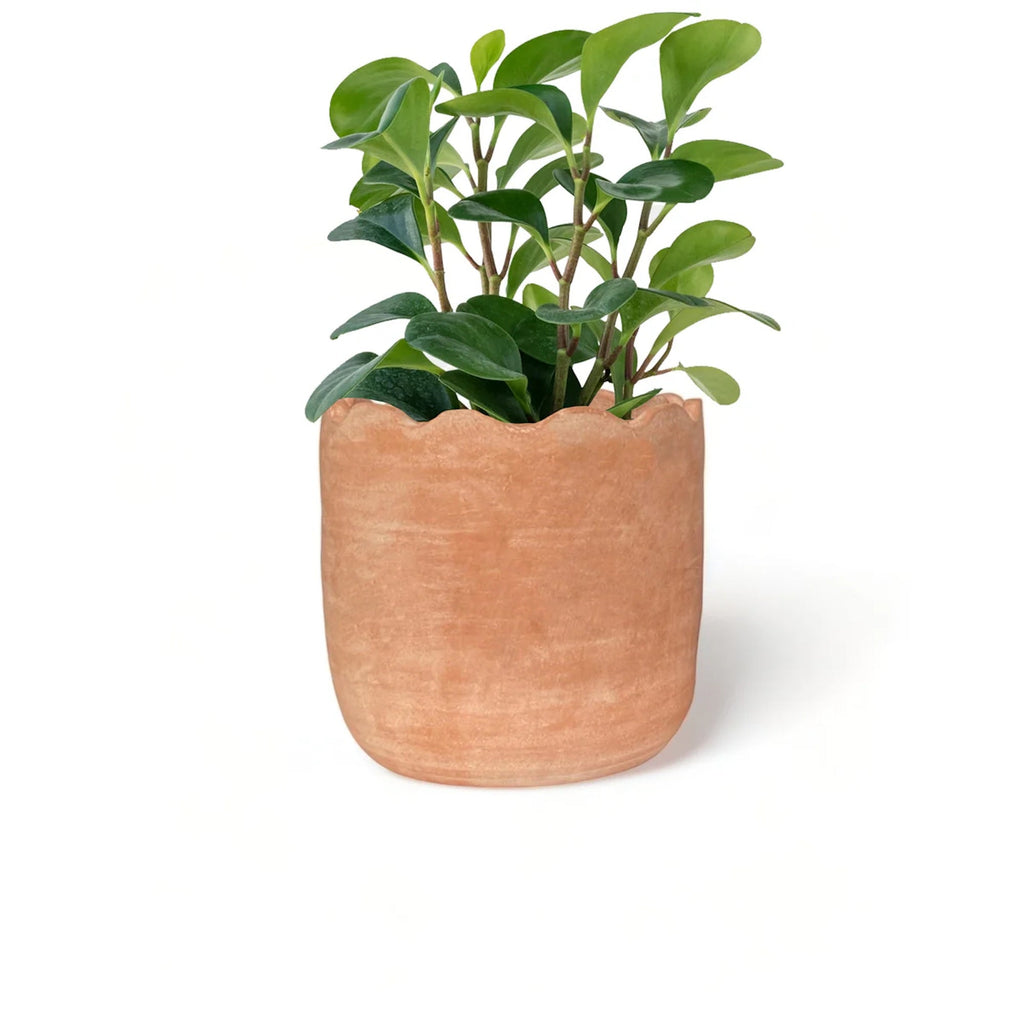 Large Wavy Planter